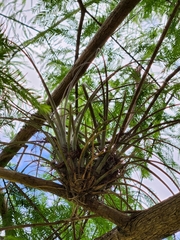 Tillandsia × floridana