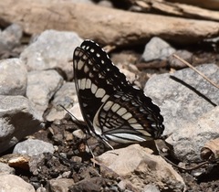 Limenitis weidemeyerii nevadae