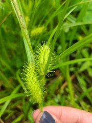 Carex lurida