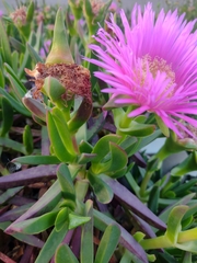Carpobrotus acinaciformis