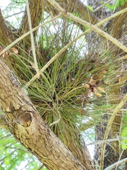 Tillandsia setacea