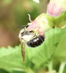 Andrena rufosignata