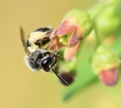 Andrena rufosignata