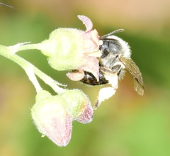 Andrena rufosignata