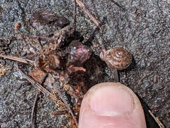 Cryptomastix germana