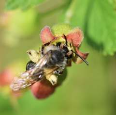 Andrena rufosignata