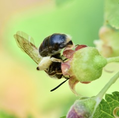 Andrena rufosignata
