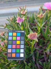 Carpobrotus acinaciformis