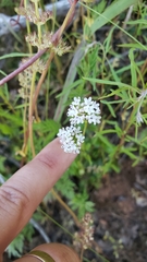 Plectritis congesta brachystemon