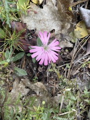 Silene hookeri