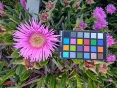 Carpobrotus acinaciformis