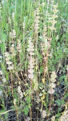 Plectritis congesta brachystemon