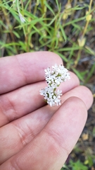Plectritis congesta brachystemon