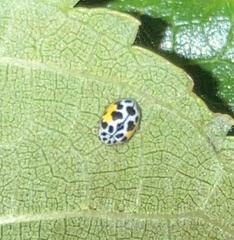 Psyllobora nana
