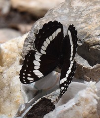 Limenitis weidemeyerii nevadae