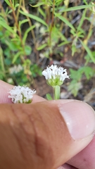 Plectritis congesta brachystemon