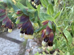 Cerinthe major