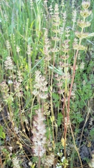 Plectritis congesta brachystemon