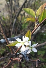 Amelanchier bartramiana