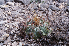 Thelocactus hexaedrophorus
