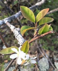 Amelanchier bartramiana