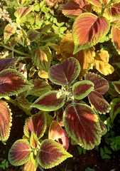 Coleus scutellarioides