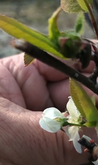 Amelanchier bartramiana