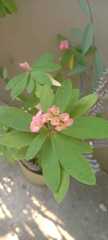 Euphorbia