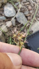 Juncus mexicanus