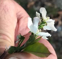 Amelanchier bartramiana
