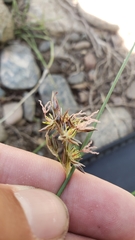 Juncus mexicanus