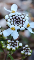 Iberis procumbens microcarpa
