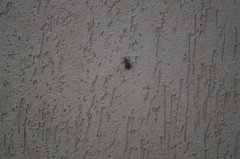 Lagria villosa