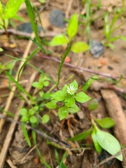 Stellaria media