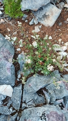 Iberis procumbens microcarpa