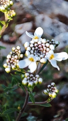 Iberis procumbens microcarpa