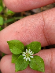 Stellaria media