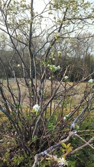 Amelanchier bartramiana