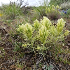 Castilleja thompsonii