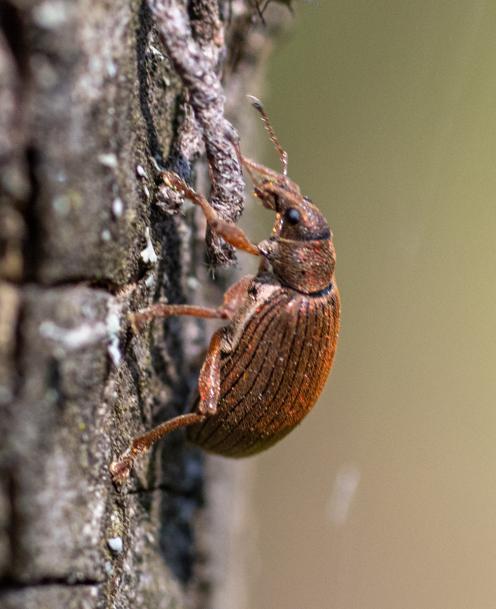 MidoliSTRUM×PERVERSEYEONTHEWORLD Polydrusus mollis · iNaturalist