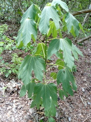 Gyrocarpus