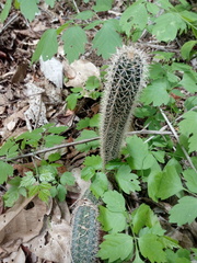 Acanthocereus oaxacensis