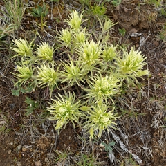 Castilleja thompsonii