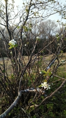 Amelanchier bartramiana