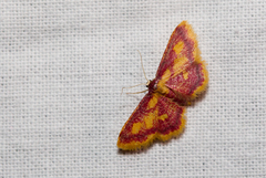 Idaea muricata