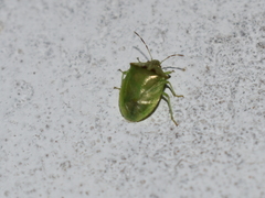 Cyptocephala