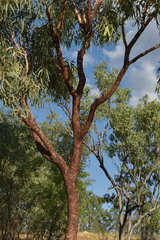 Corymbia pocillum