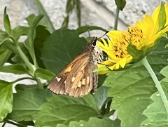 Poanes viator