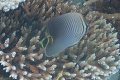 Chaetodon triangulum