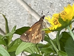 Poanes viator